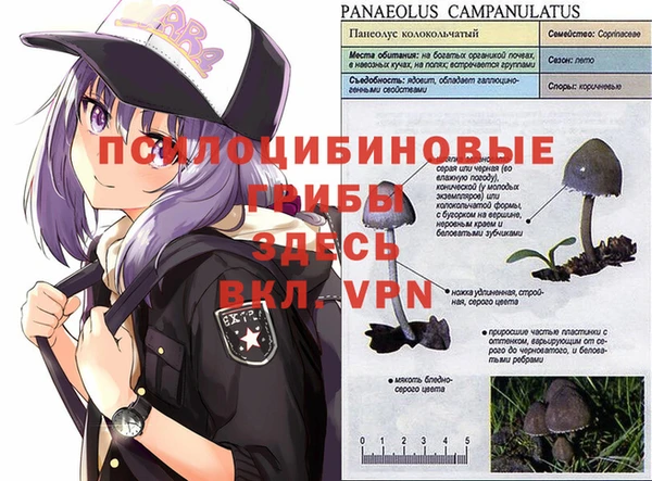 ПСИЛОЦИБИНОВЫЕ ГРИБЫ Алексеевка